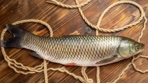Nutritional Benefits of Catfish - Know the Risk and Health Impact